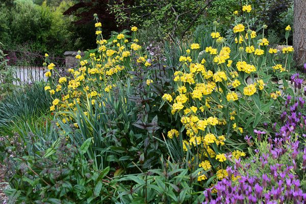 Water-Conscious Hilltop Garden – Floradora Garden Design